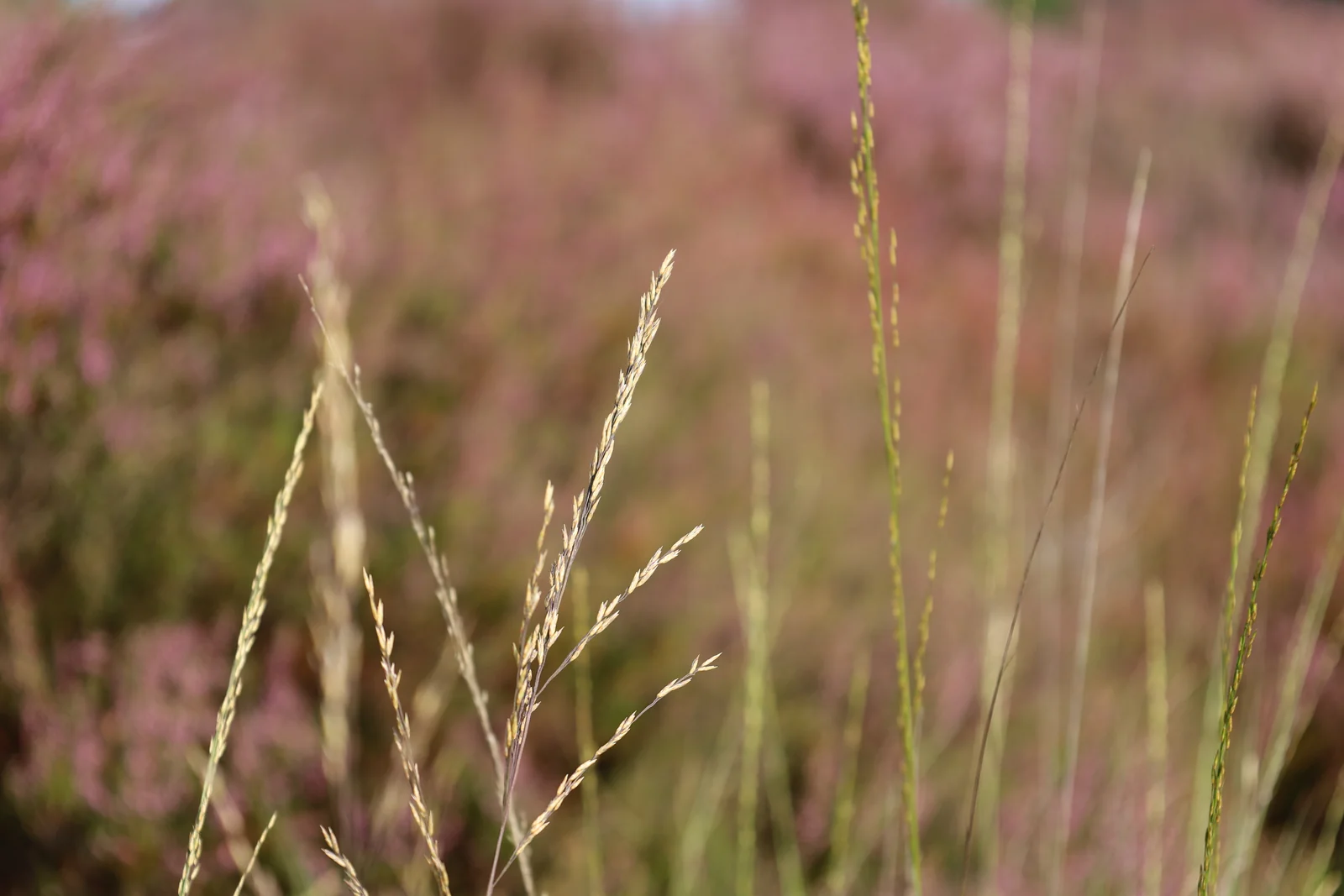 Heide en droog gras in close-up